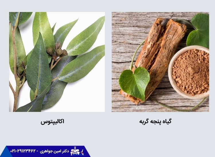 تأثیر گیاه پنجه گربه و اکالیپتوس بر درمان درد آرتروز زانو
