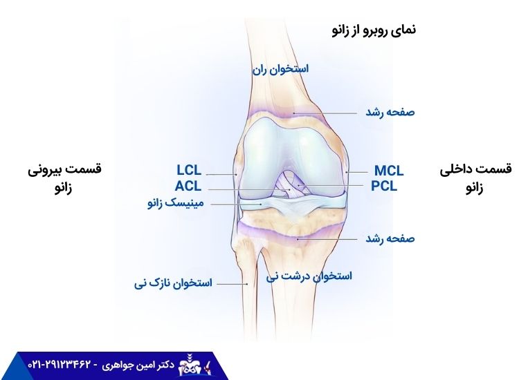 آناتومی زانو