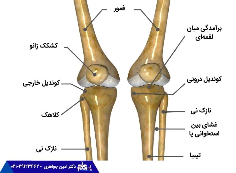 آناتومی زانو