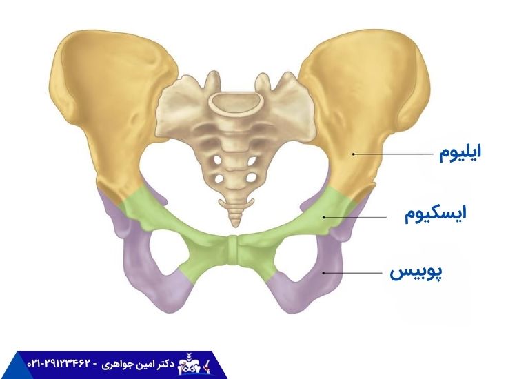 آناتومی لگن