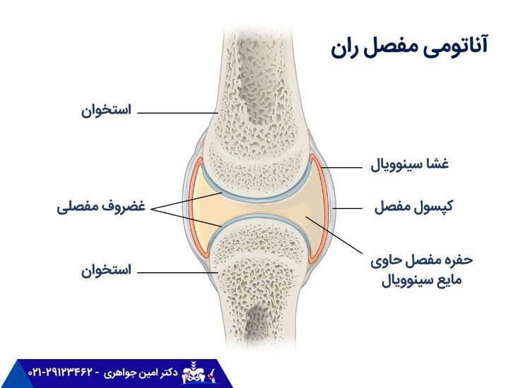 آناتومی مفصل ران