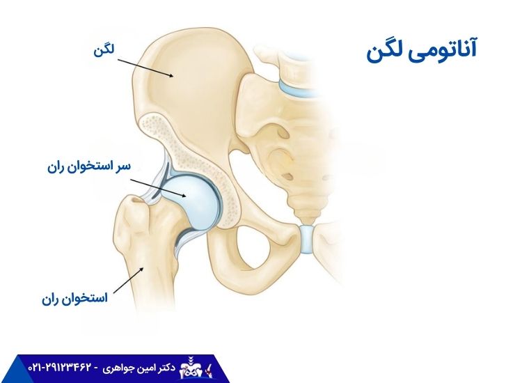 آناتومی لگن