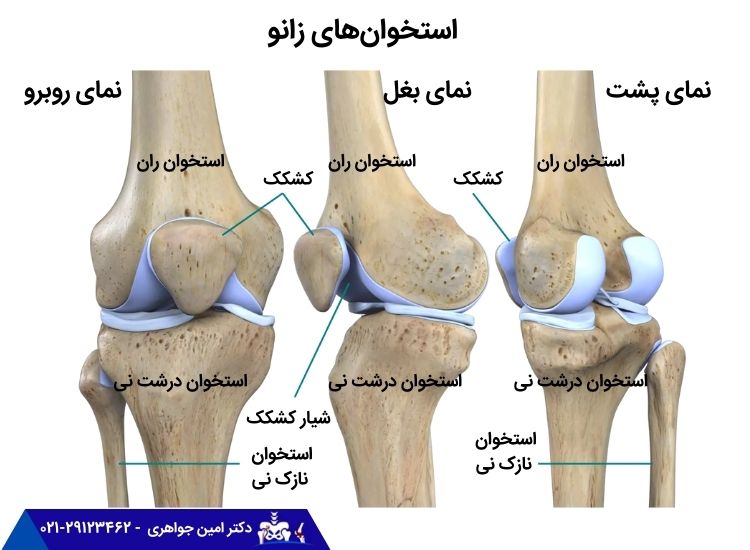 استخوان‌های زانو
